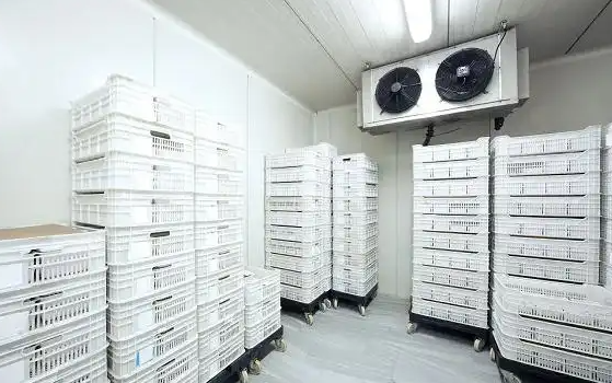 20平海鮮冷凍造價要多少?_開冉制冷