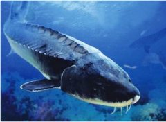 水產品保鮮冷庫,海鮮冷凍庫